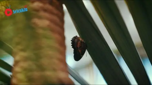 Konya Tropikal Kelebek Bahçesi